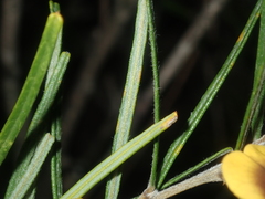 Cristonia stenophylla