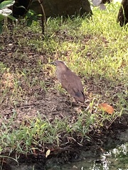 Gorsachius melanolophus