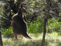 Macropus giganteus