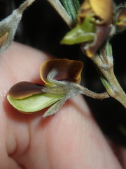 Cristonia stenophylla