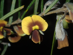 Cristonia stenophylla