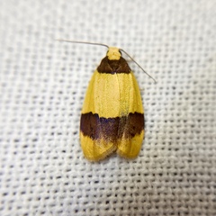 Heterallactis euchrysa