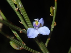 Comesperma scoparium
