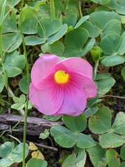 Oxalis purpurea