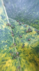 Callipterinella tuberculata