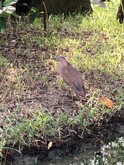 Gorsachius melanolophus