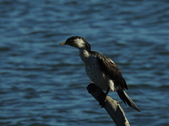 Microcarbo melanoleucos