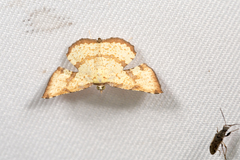 Corymica deducta