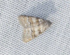 Nola bifascialis
