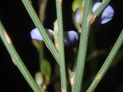 Comesperma scoparium