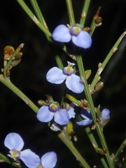 Comesperma scoparium
