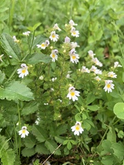 Euphrasia officinalis