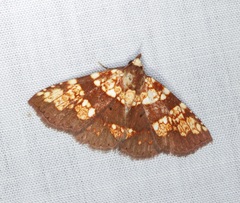 Saroba pustulifera