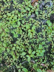 Ludwigia palustris