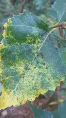 Callipterinella tuberculata