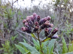 Aristeguietia salvia