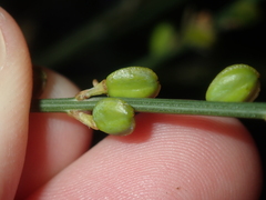 Comesperma scoparium