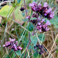 Origanum vulgare