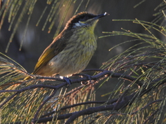 Gavicalis versicolor