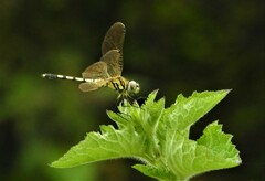 Trithemis pallidinervis