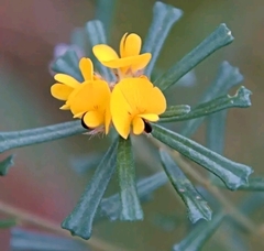 Pultenaea