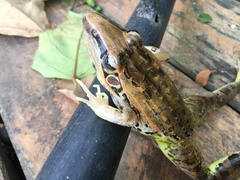 Ptychadena oxyrhynchus