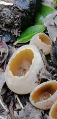 Pezizaceae