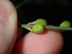 Comesperma scoparium