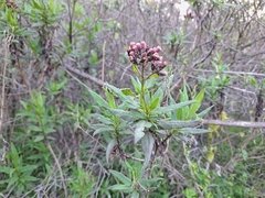 Aristeguietia salvia