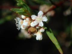 Monotaxis bracteata