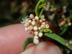 Monotaxis bracteata