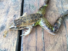 Ptychadena oxyrhynchus