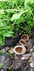 Pezizaceae