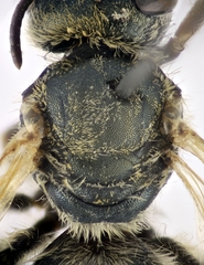 Halictus pollinosus
