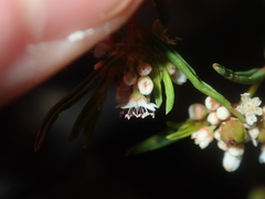 Monotaxis bracteata