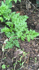 Petroselinum crispum