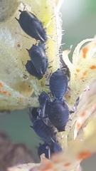 Aphis