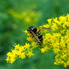 Vespula vidua