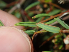 Monotaxis bracteata