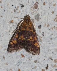 Pyrausta aurata