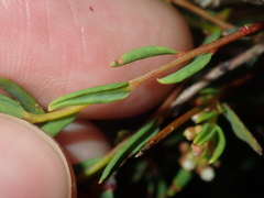 Monotaxis bracteata
