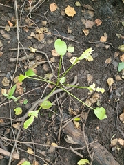 Alisma plantago-aquatica