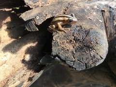 Afrixalus fulvovittatus