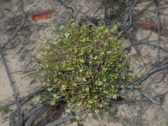 Monotaxis bracteata