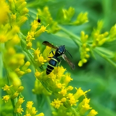 Ancistrocerus adiabatus