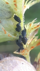 Aphis