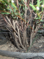 Monotaxis bracteata