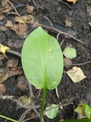 Alisma plantago-aquatica