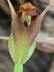 Pterostylis pedunculata
