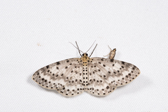 Percnia suffusa